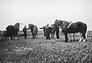Commandeered: Horses commandeered 1914