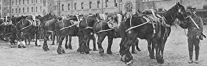 Commandeered: Horses commandeered 1914