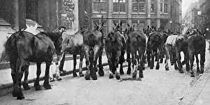 Commandeered: Horses commandeered 1914