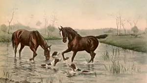 Hoof: Horses and Dogs