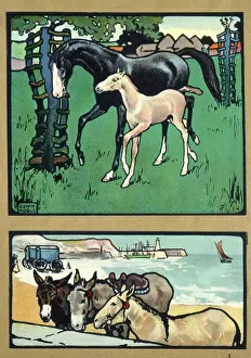 Donkeys: Horses and donkeys