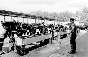 Horseguards: Horses drinking from troughs