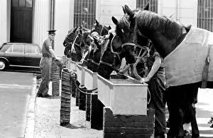 Horseguards: Horses drinking from troughs