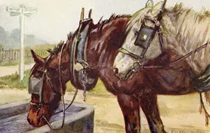 Carthorses: Horses drinking at a water trough