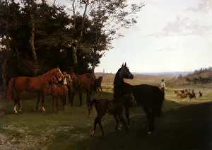 Equines: Horses Before the Drive