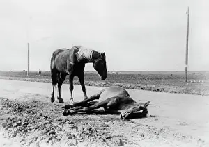 Koch: Horses on the Eastern Front, 1941