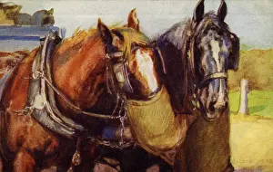 Carthorses: Horses feeding