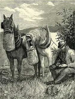 Nosebags: Horses feeding from nosebags