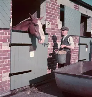 Fetches: HORSE'S FEEDING TIME