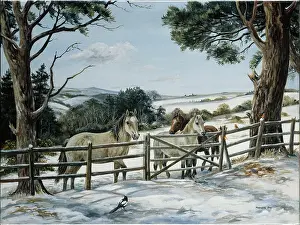 Magpie: Three horses at gate in snowy field