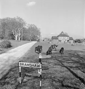 Romsey: Horses grazing