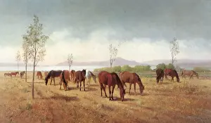 Equines: Horses Grazing, Berkeley, California