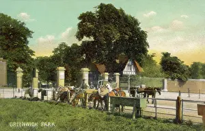 Blackheath: HORSES AT GREENWICH PARK