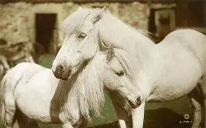 Equestrianism: Horses - Grey Mare and foal