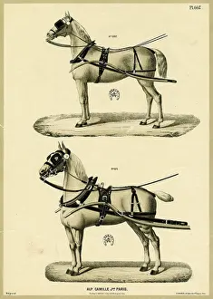 Alphonse: Horses in harness