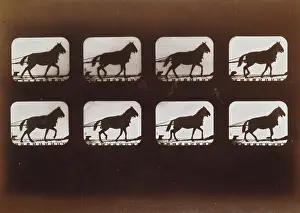 Sallie: Horses. Hauling