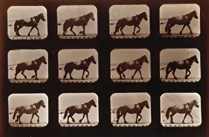 C1881: Horses. Hauling