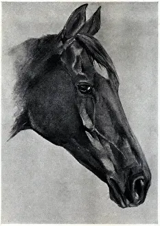 Prout: Horse's Head