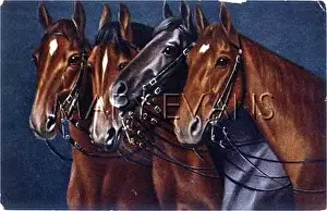 Bridles: FOUR HORSES HEADS C1910