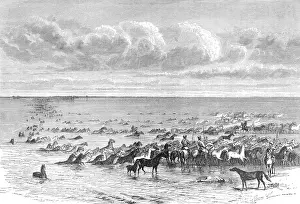 Herded: Horses herded across the River Volga, Russia
