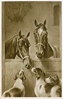 Foxhounds: Two Horses and three hounds