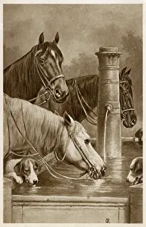 Lapping: Horses and hounds drink from a trough