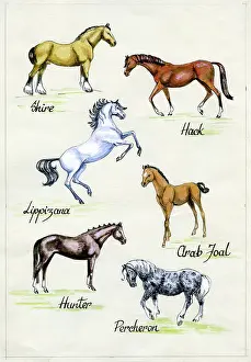 Norris: Six Horses including Shire and Lippizana