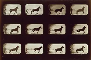 Dandie: Horses. Irregular