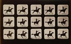 Fifteen: Horses. Irregular