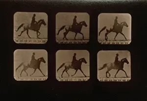 Consecutive: Horses. Irregular