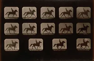 Consecutive: Horses. Irregular