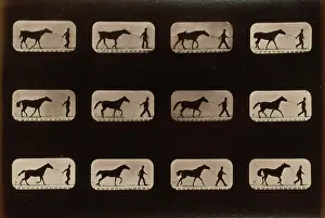 Consecutive: Horses. Irregular
