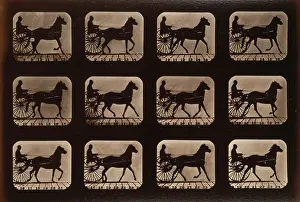 Consecutive: Horses. Irregular