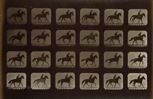 Consecutive: Horses. Irregular
