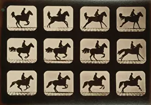 Consecutive: Horses. Irregular
