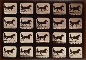 Consecutive: Horses. Irregular