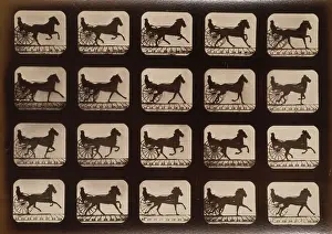 Consecutive: Horses. Irregular