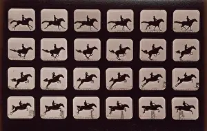 Hurdle: Horses. Leaping a 3 ft. 6 hurdle