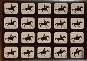Hurdle: Horses. Leaping a 3 ft. 6 hurdle
