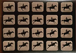 Hurdle: Horses. Leaping a 3 ft. 6 hurdle