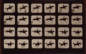 Hurdle: Horses. Leaping a 3 ft. 6 hurdle