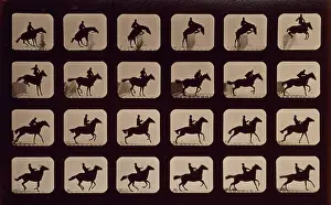 Hurdle: Horses. Leaping a 3 ft. 6 hurdle. Irregular