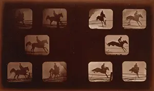 Phyrne: Horses. Leaping