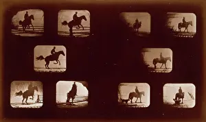 Phyrne: Horses. Leaping - Horses. Walking