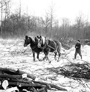 Nosek: Horses - logging - pulling - pair - ecological
