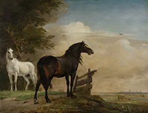 Bstp1603: Two Horses in a Meadow Near a Gate