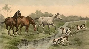 Horses Meet Hounds