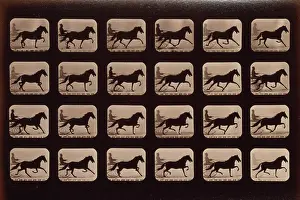 C1881: Horses. Pacing
