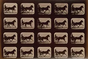 C1881: Horses. Pacing