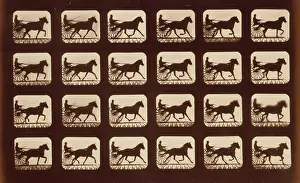 C1881: Horses. Pacing